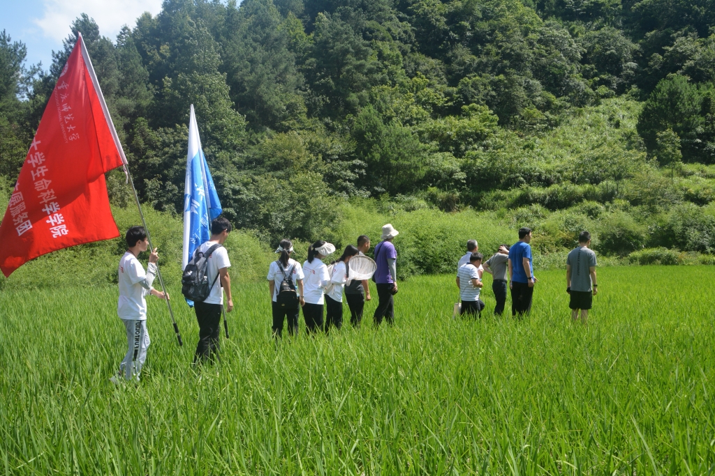 服务团走进水稻农田调研 服务团走进水稻农田调研